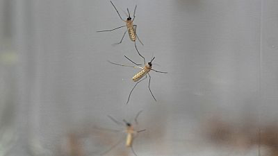 Egypt Declared Malaria-Free by World Health Organization